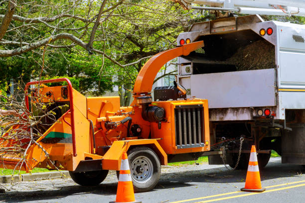 Professional Tree Removal and Landscaping Services in Walbridge, OH